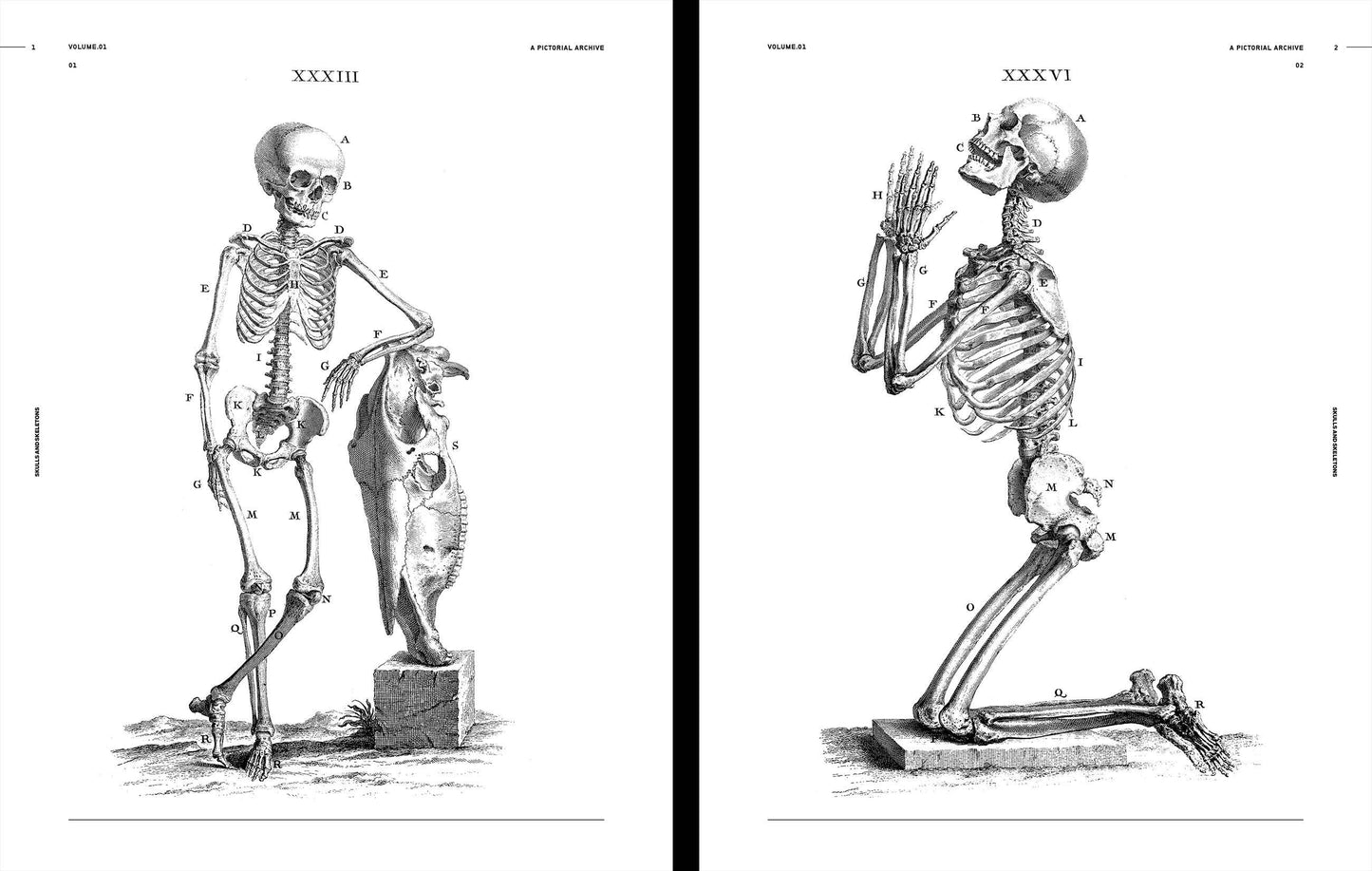Vault Editions: Skulls & Skeletons Reference Book