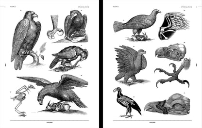 Vault Editions: Birds Reference Book