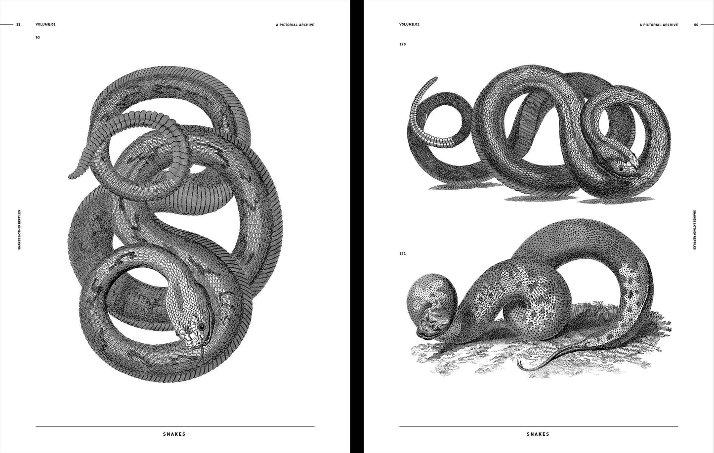 Vault Editions: Snakes & Other Reptiles Reference Book