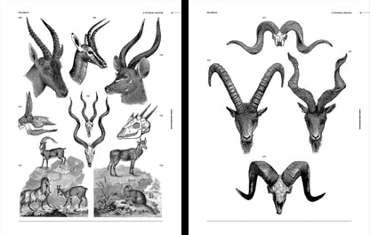 Vault Editions: Animal Reference Book