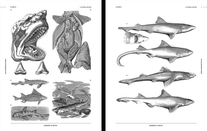 Vault Editions: Sea-Life & Monsters of the Deep Reference Book