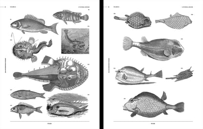 Vault Editions: Sea-Life & Monsters of the Deep Reference Book